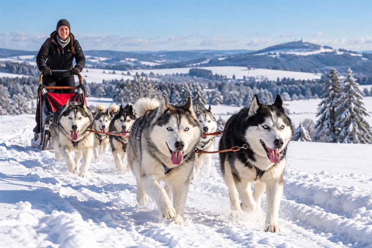Impressionen von einer Tour mit Schlittenhunden - Willkommen bei Hochrhön-Touren