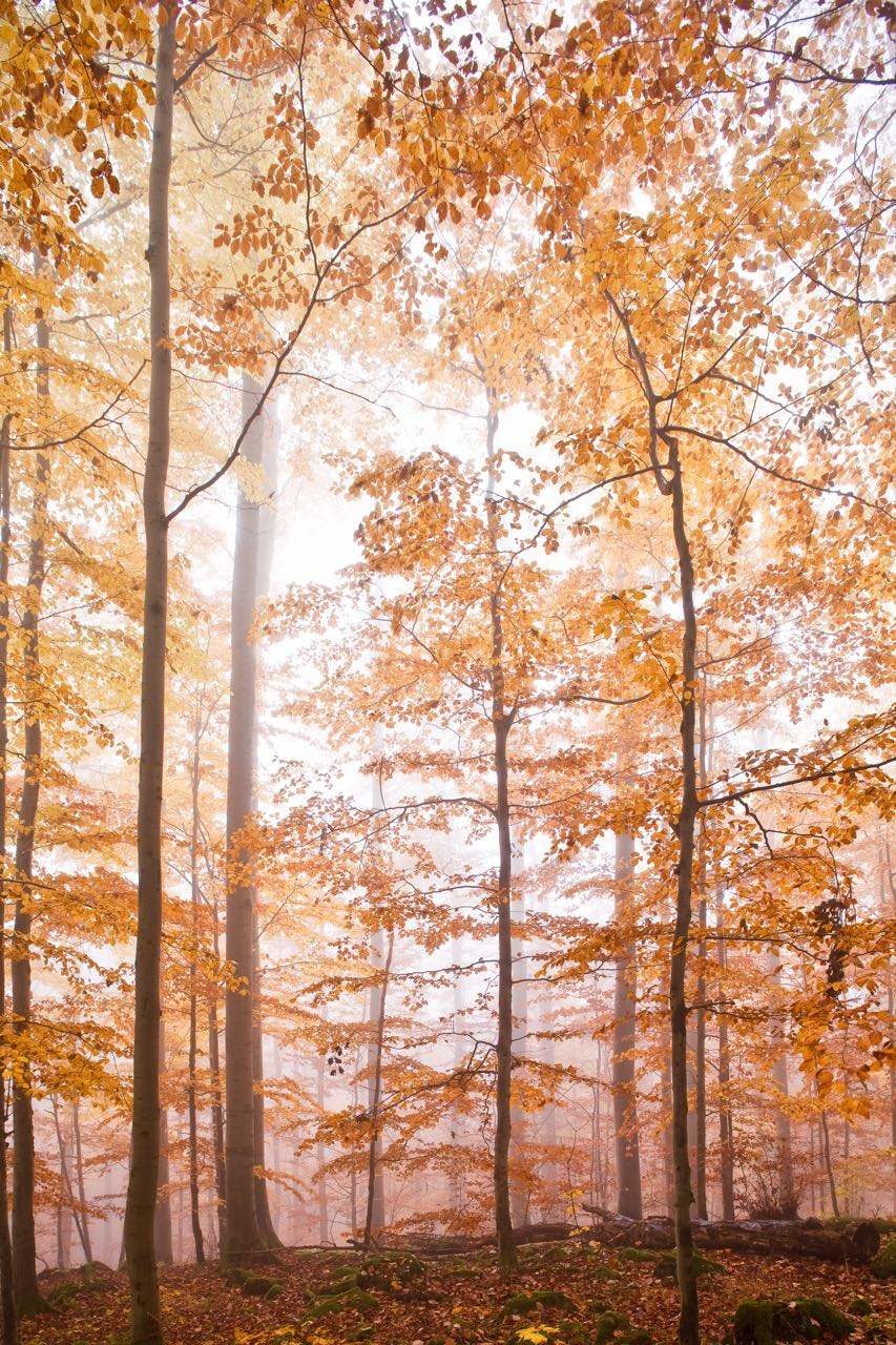 Herbstwald C.R